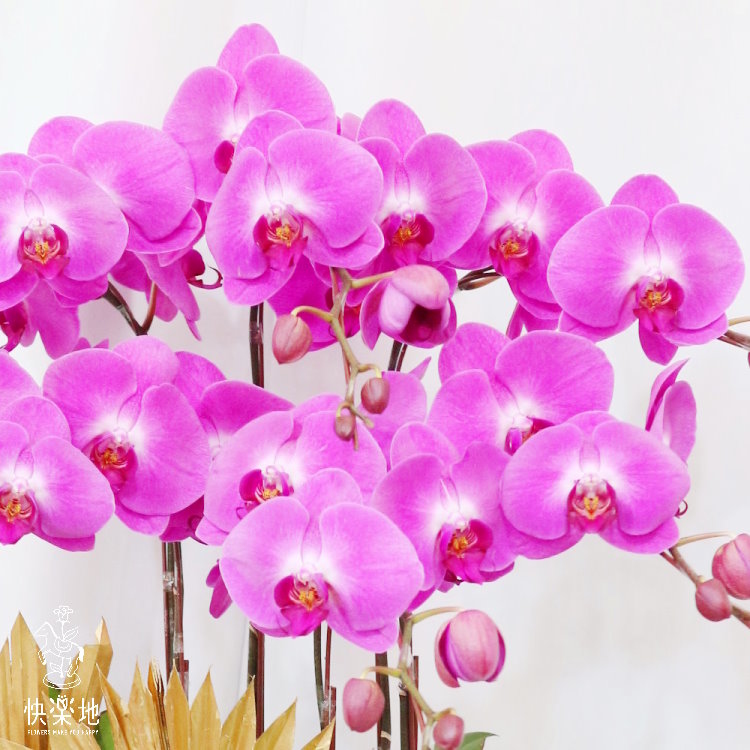 蝶舞風華 I 蘭花盆栽   OS190505