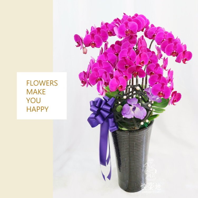 蝶舞珠潤 I 蘭花盆栽   OS190504