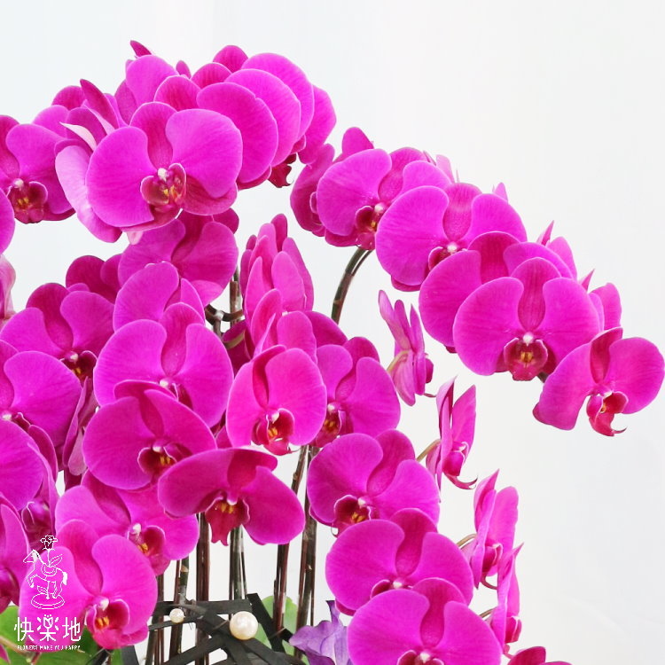 蝶舞珠潤 I 蘭花盆栽   OS190504