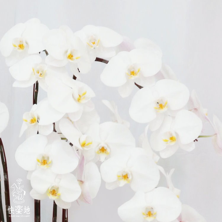 蝶舞謐靜 I 蘭花盆栽   OS194350