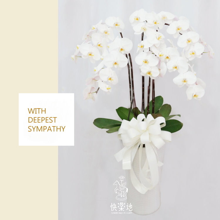 蝶舞謐靜 I 蘭花盆栽   OS194350