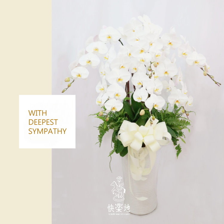 蝶舞仙界 I 蘭花盆栽   OS194500