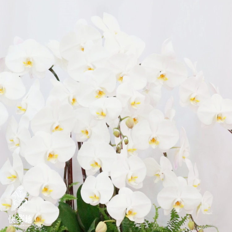 蝶舞仙界 I 蘭花盆栽   OS194500