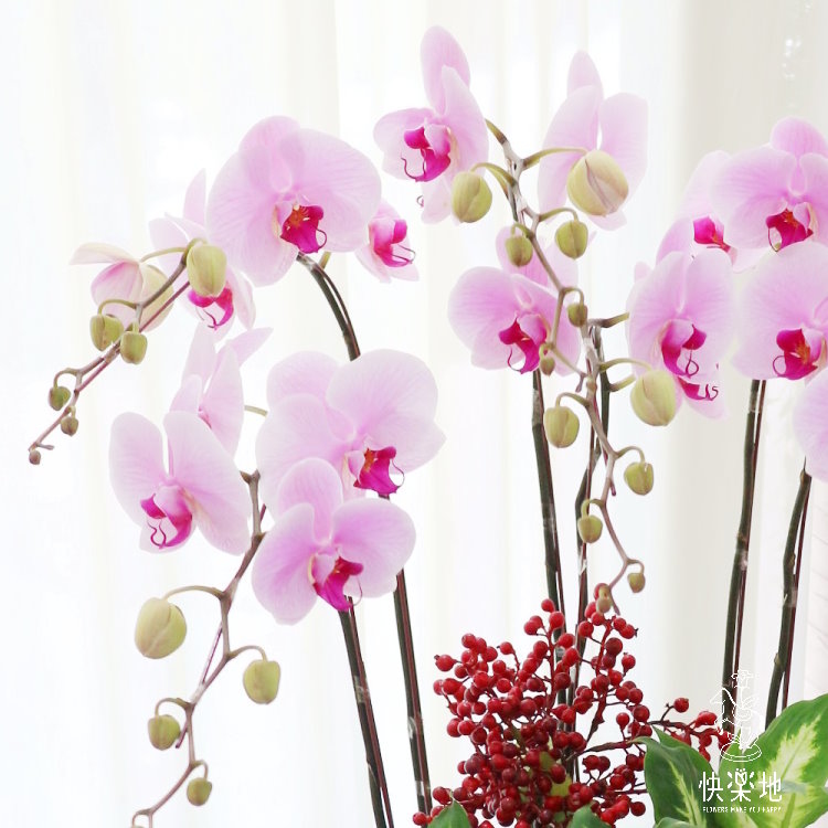 蝶舞綠境 I 蘭花盆栽   OS190503