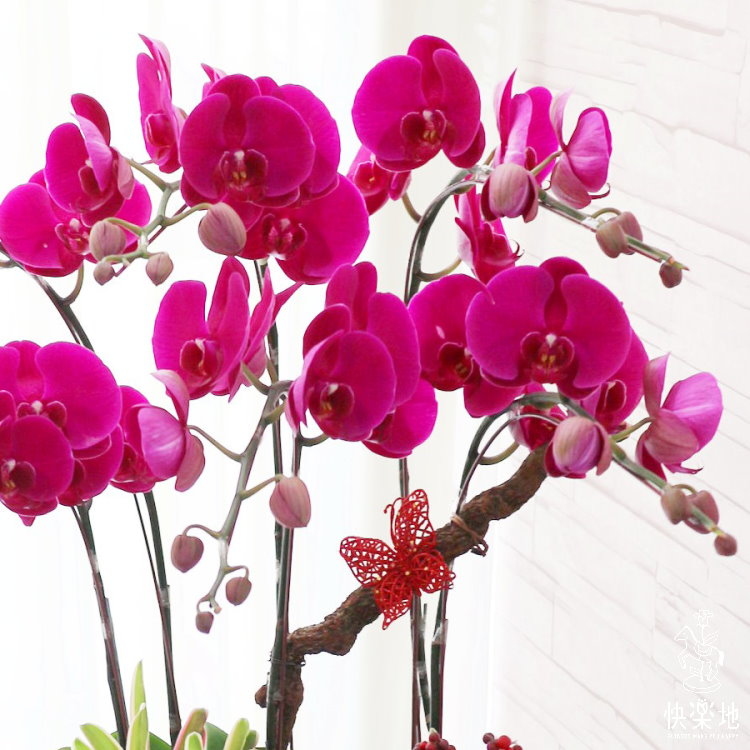 蝶舞翩翩 I 蘭花盆栽    OS190502