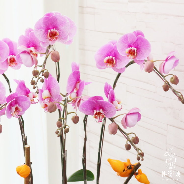 蝶舞春風 I 蘭花盆栽   OS190401