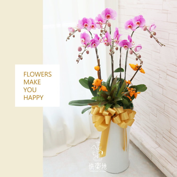 蝶舞春風 I 蘭花盆栽   OS190401