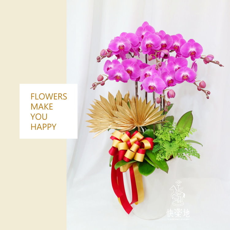 蝶舞風華 I 蘭花盆栽   OS190505