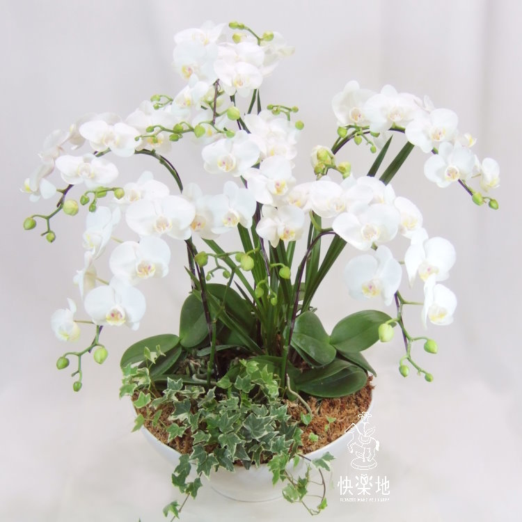 蝶舞清境 I 蘭花盆栽   OP190303