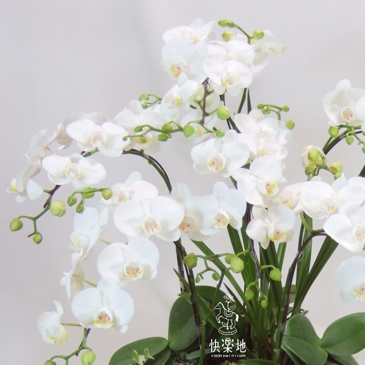 蝶舞清境 I 蘭花盆栽   OP190303