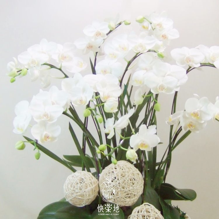 蝶舞悠然 I 蘭花盆栽   OP190302