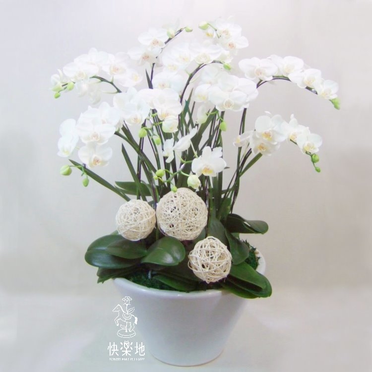 蝶舞悠然 I 蘭花盆栽   OP190302