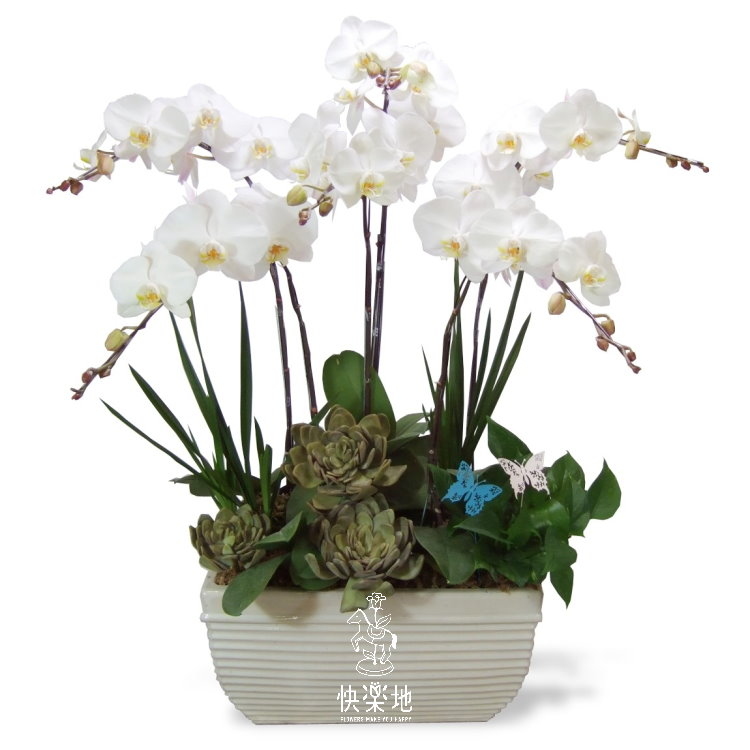 蝶生福田 I 蘭花盆栽   OP190352