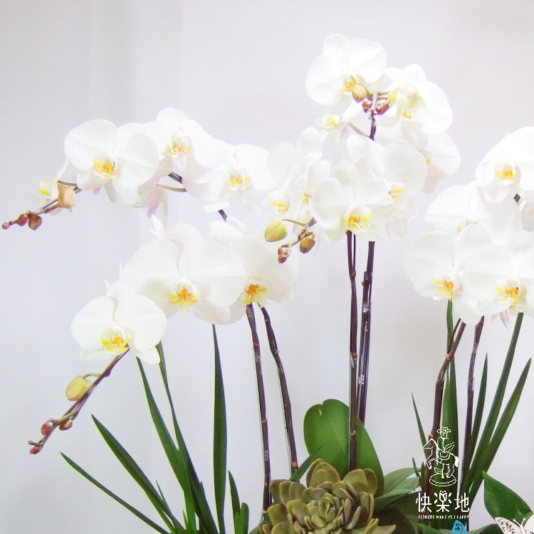 蝶生福田 I 蘭花盆栽   OP190352