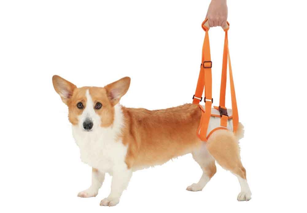 [贈送] 新竹市-多組中型犬牽繩組與雜物（已送出