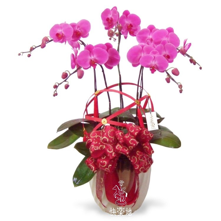 圓滿富貴 I 蘭花盆栽    OP190300