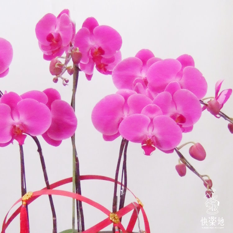 圓滿富貴 I 蘭花盆栽    OP190300