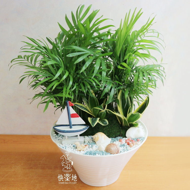 祝你一帆風順 I 袖珍椰子  GP190203