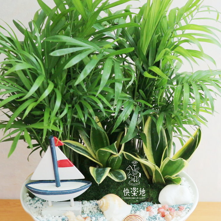 祝你一帆風順 I 袖珍椰子  GP190203