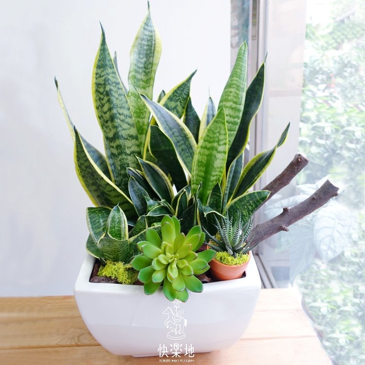 綠意花園 I 虎尾蘭  GP190301