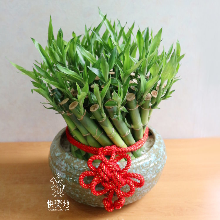 轉動好運 I 開運竹   GP190200