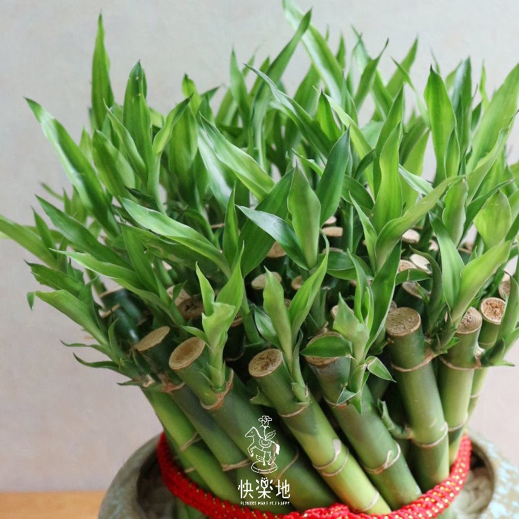 轉動好運 I 開運竹   GP190200