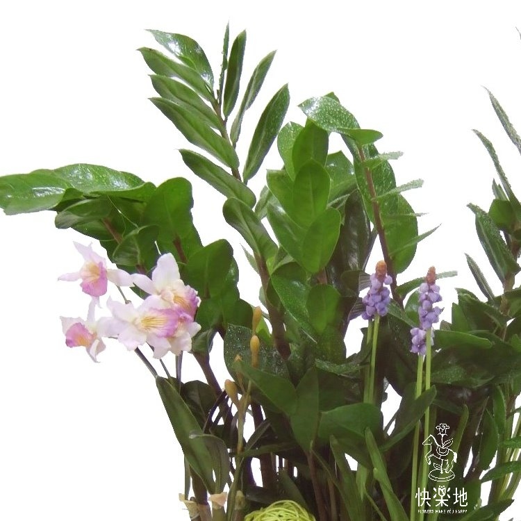 優勝美地 I 美鐵芋 GP190301