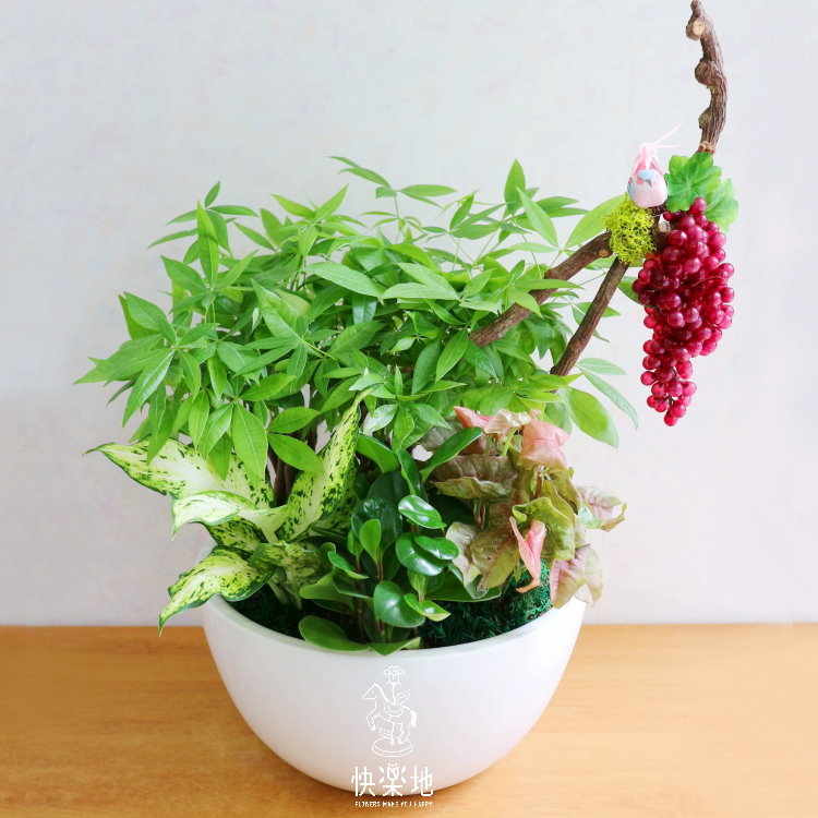 豐收高棲 I 發財樹  GP190300