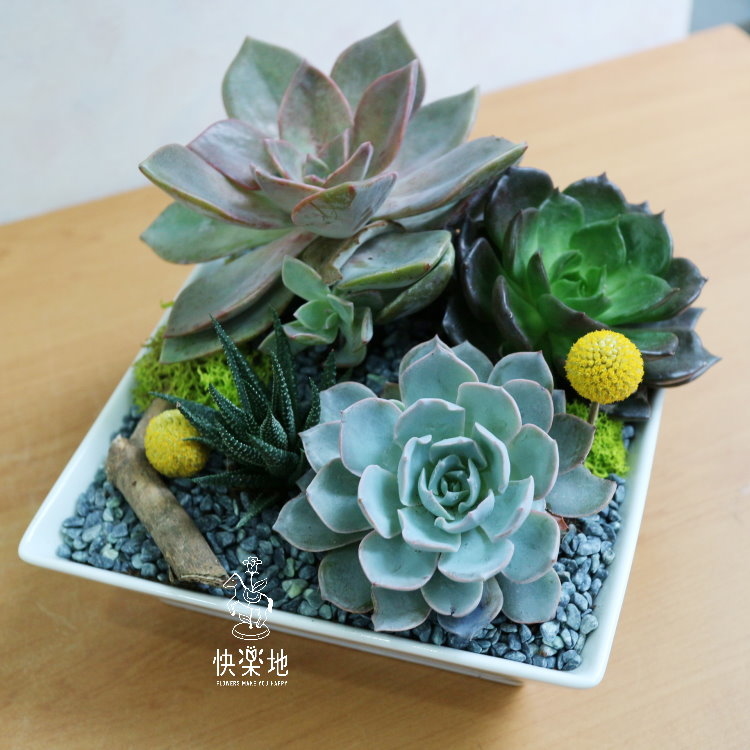 方寸之美  GP191200