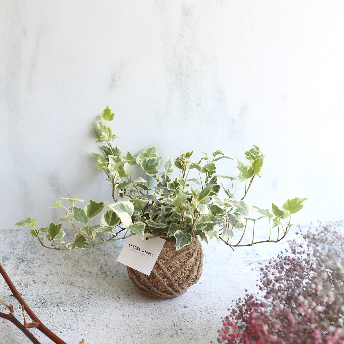 PD14｜常春藤小苔球