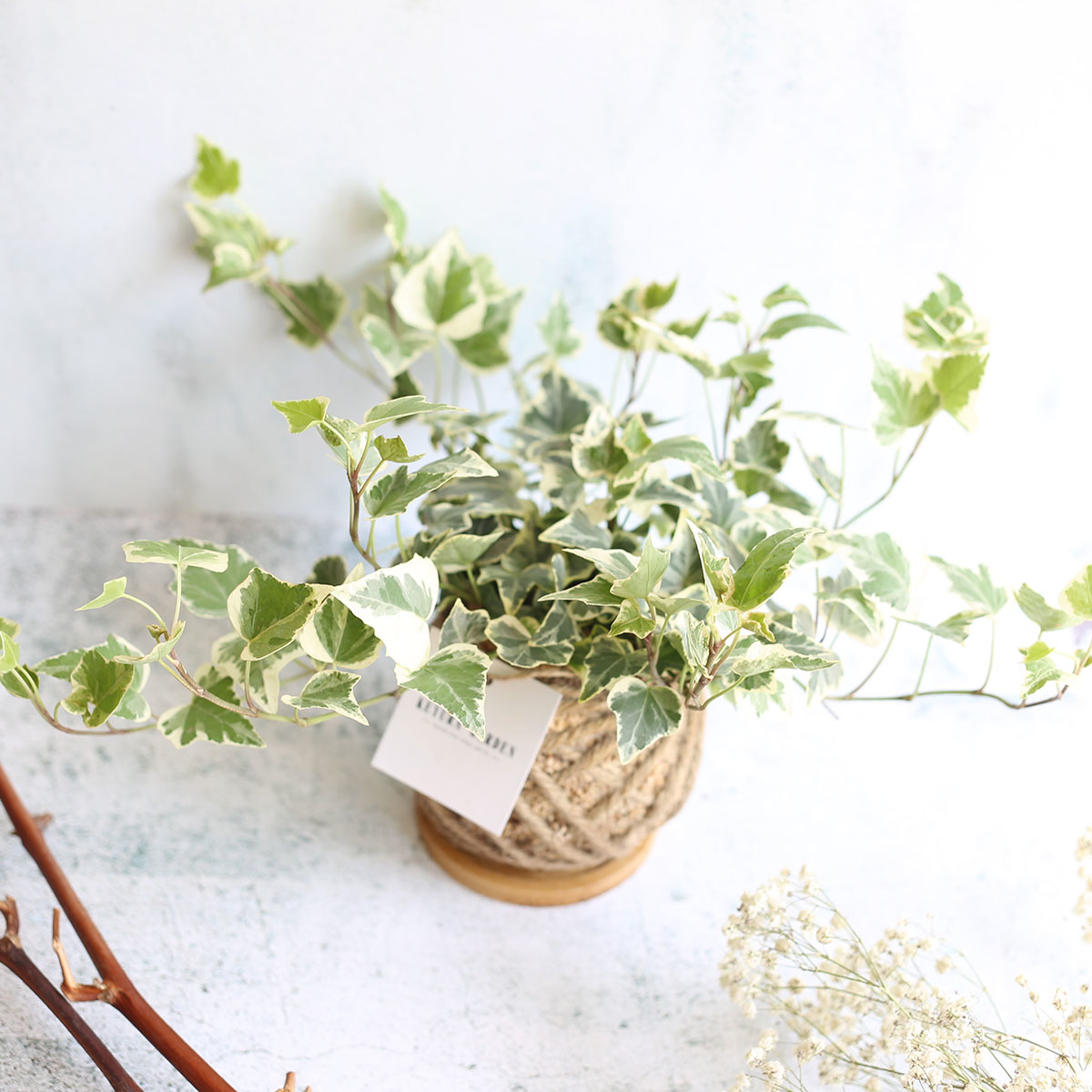 PD14｜常春藤小苔球