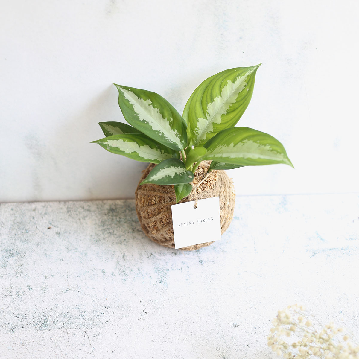 PD15｜黛粉葉小苔球