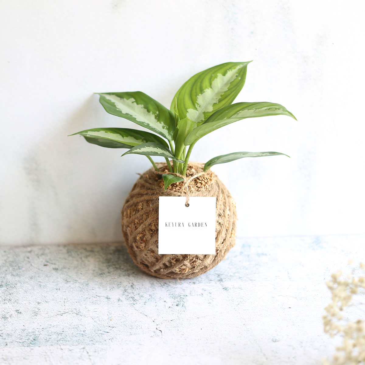 PD15｜黛粉葉小苔球