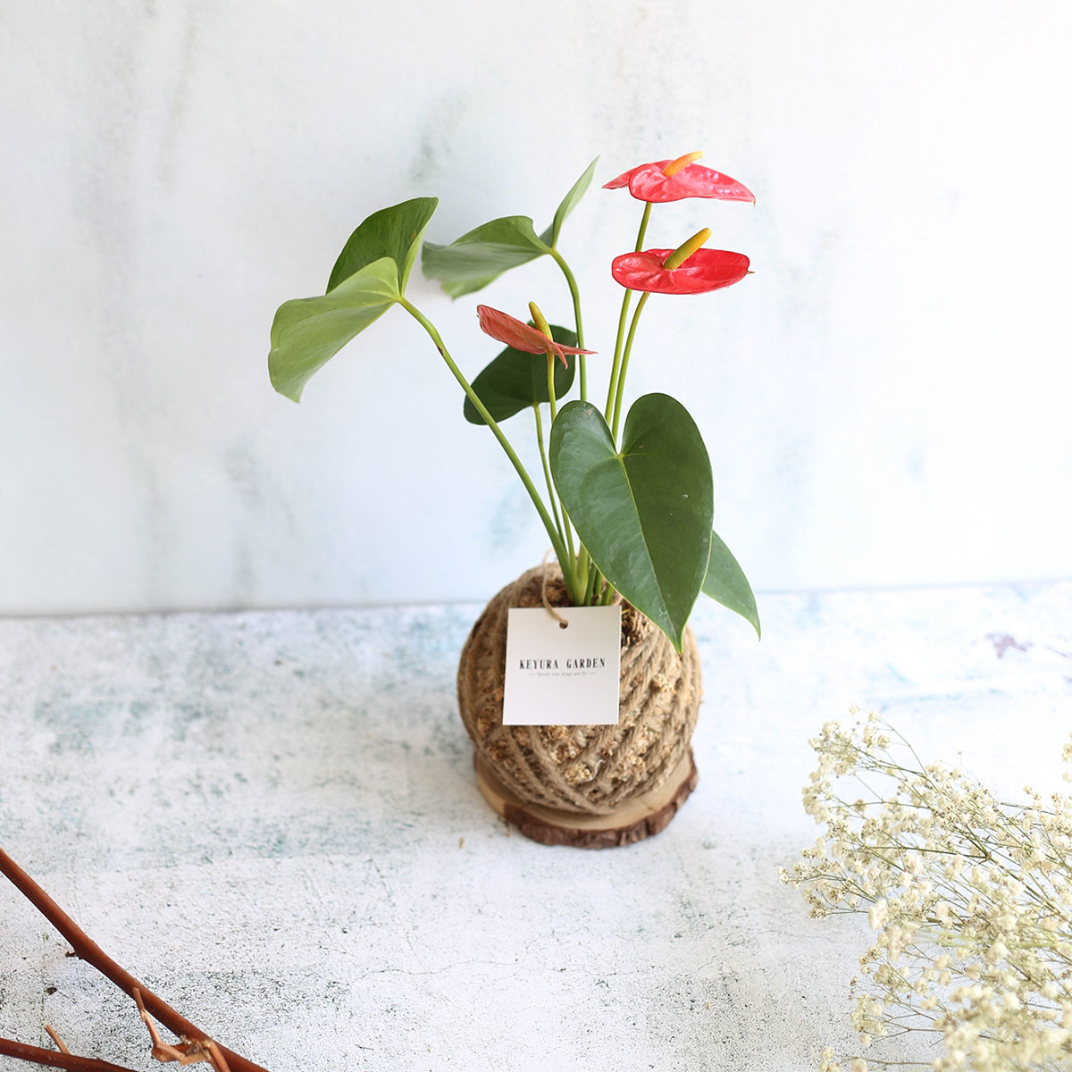 PD17｜火鶴小苔球