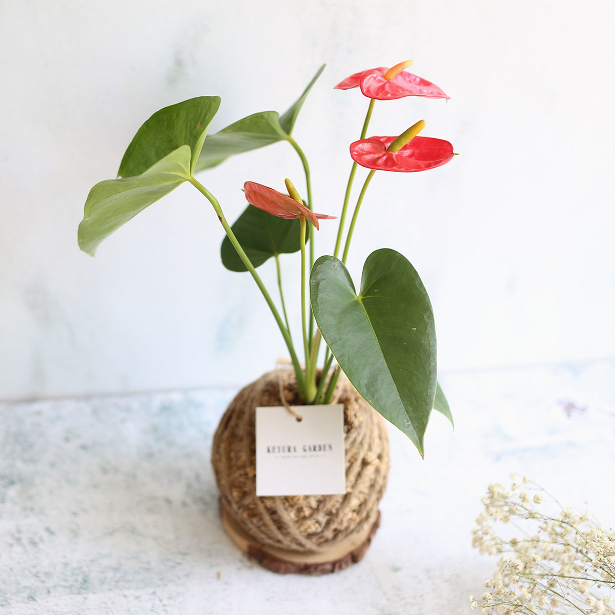 PD17｜火鶴小苔球