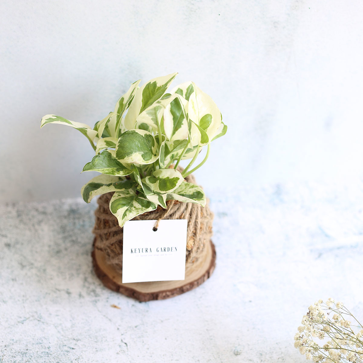 PD18｜白金葛小苔球