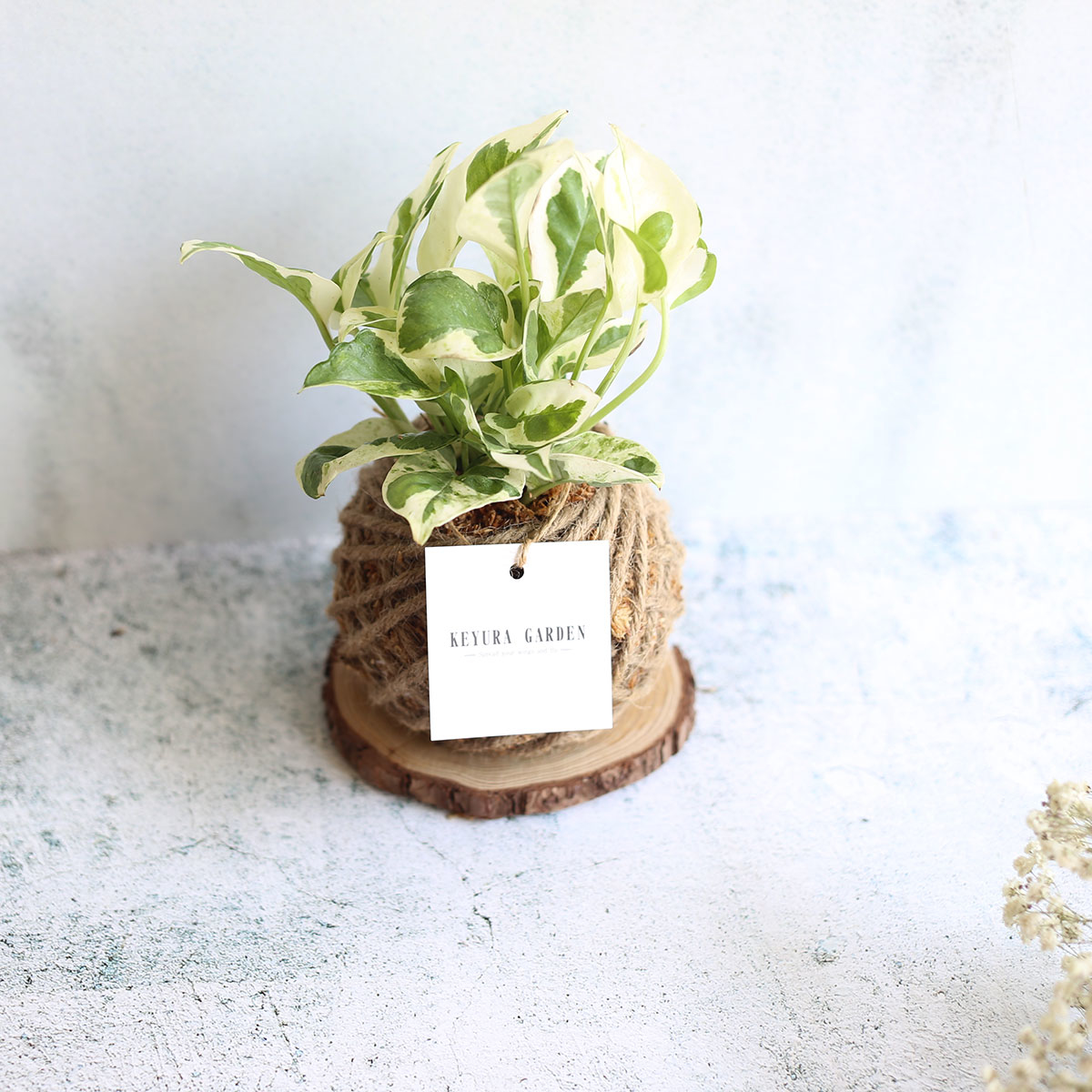 PD18｜白金葛小苔球