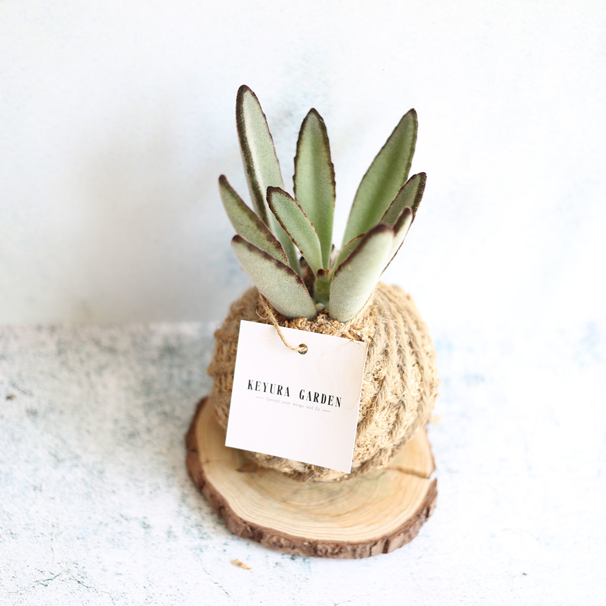 PD19｜黑兔耳小苔球