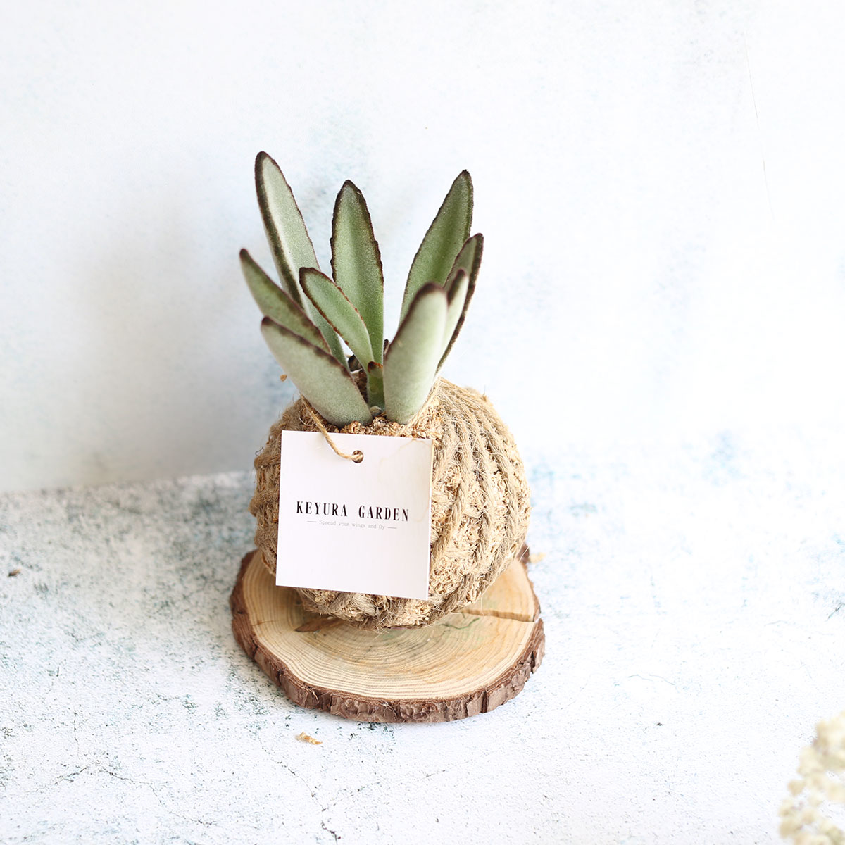 PD19｜黑兔耳小苔球