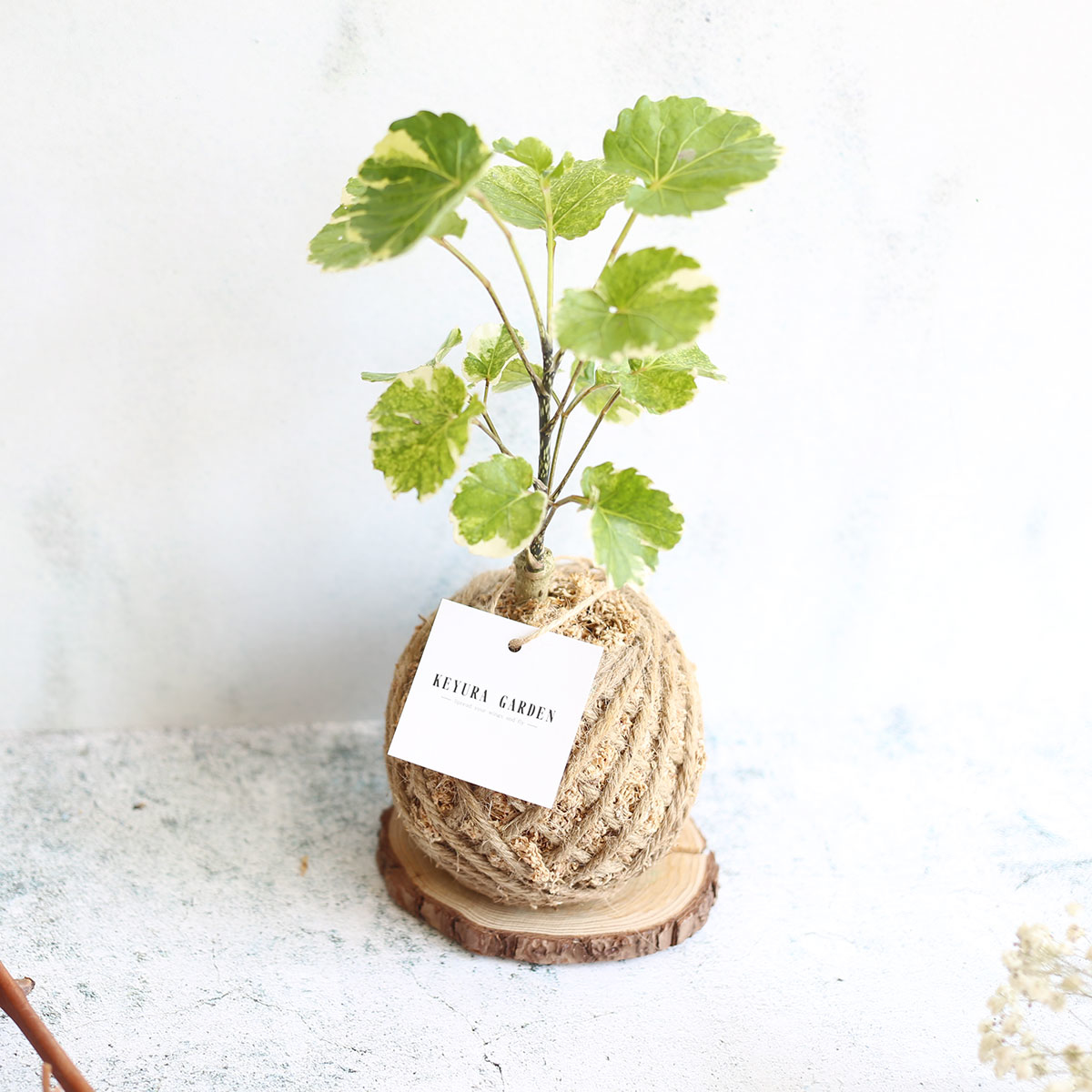 PD20｜黃金福祿桐小苔球