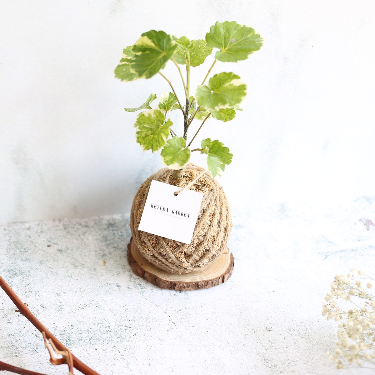 PD20｜黃金福祿桐小苔球