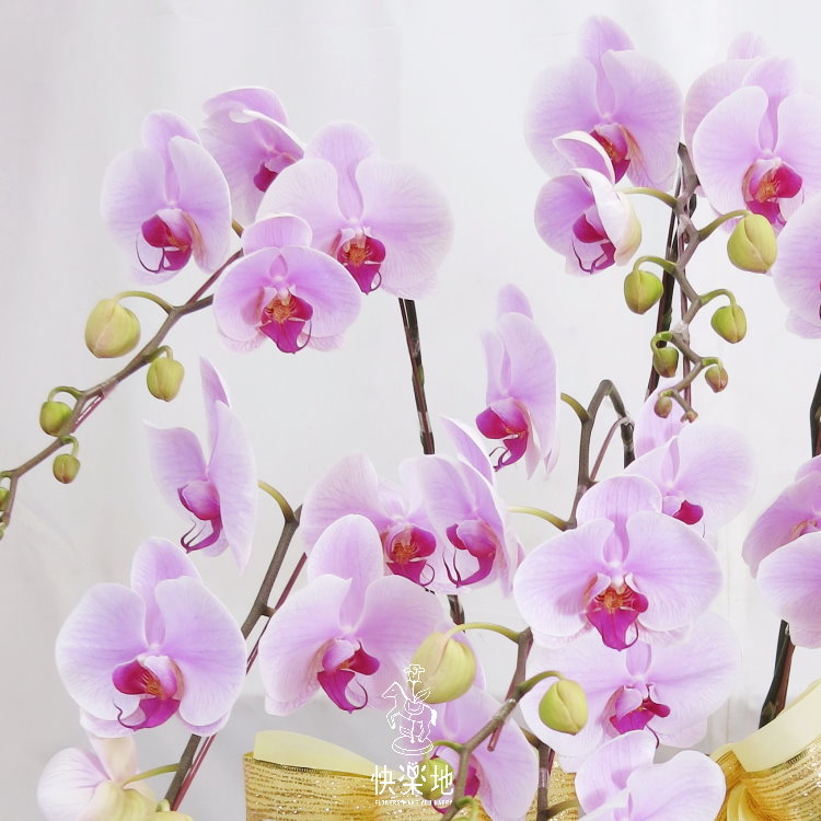蝶舞祥和  I 蘭花盆栽  OS194402