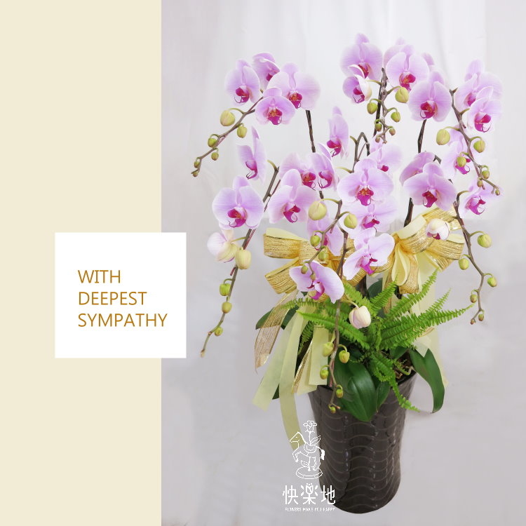 蝶舞祥和  I 蘭花盆栽  OS194402