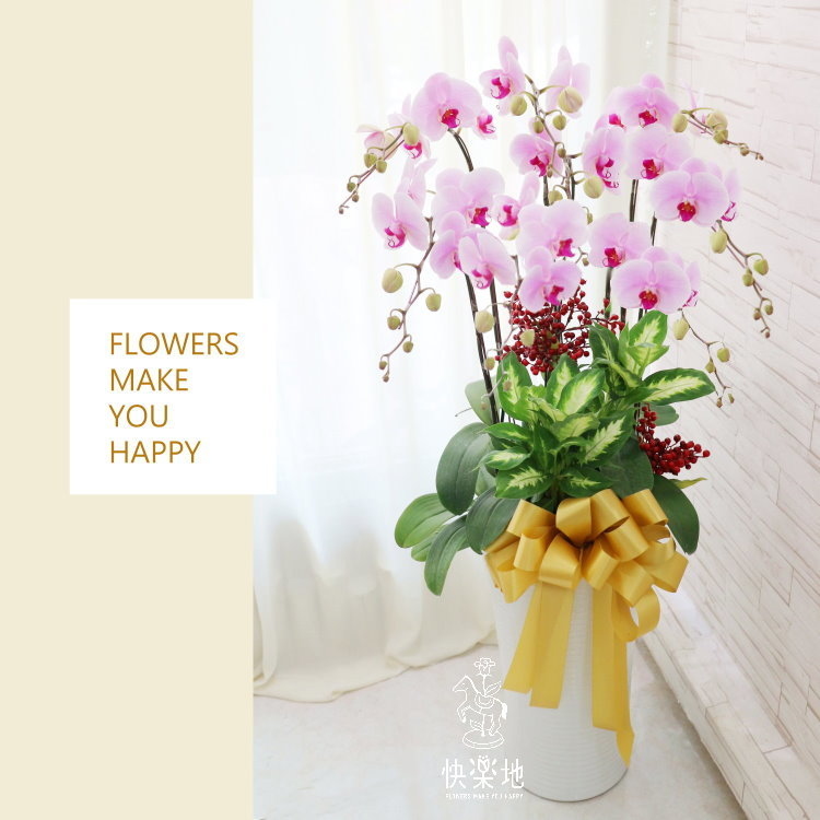 蝶舞綠境 I 蘭花盆栽   OS190503