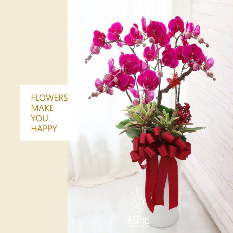 蝶舞翩翩 I 蘭花盆栽    OS190502