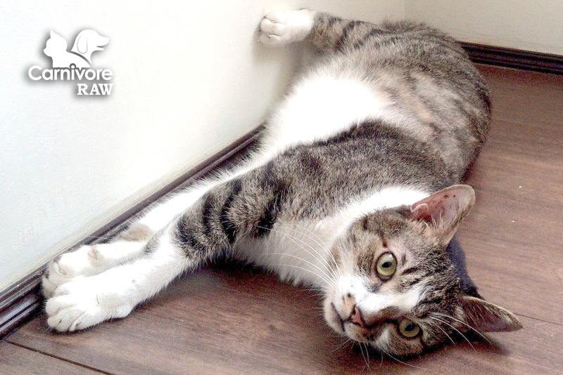 寵物營養：貓知覺過敏症 貓中邪 幻覺 癲癇