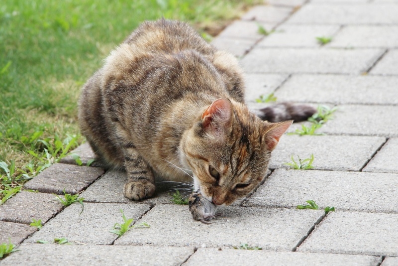 寵物營養：生肉餐為何需要內臟