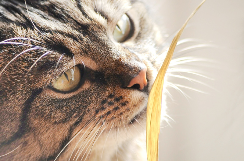 寵物營養：貓吃草 貓需要纖維質