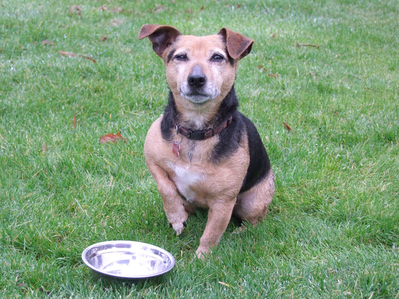 寵物營養：最好的寵物食品 自製食物的危險性