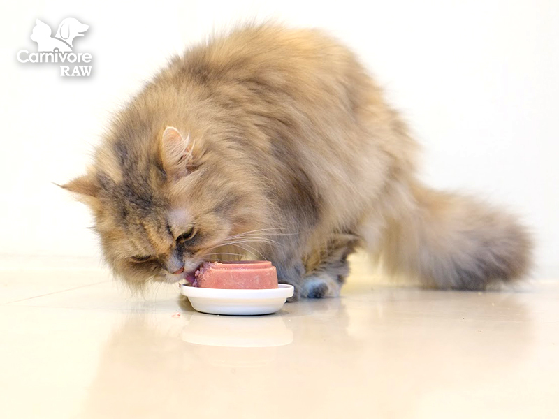 寵物營養：貓狗吃生食的優點